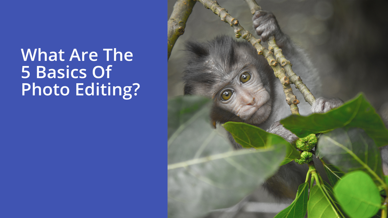 What are the 5 basics of photo editing?